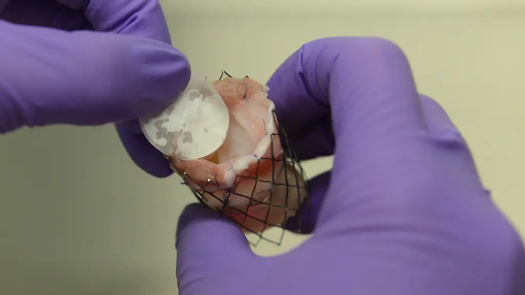 3fjh0310-jpg8136752078136779619