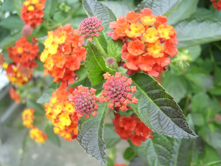 Fraktale-Pflanzenstruktur-SL275684