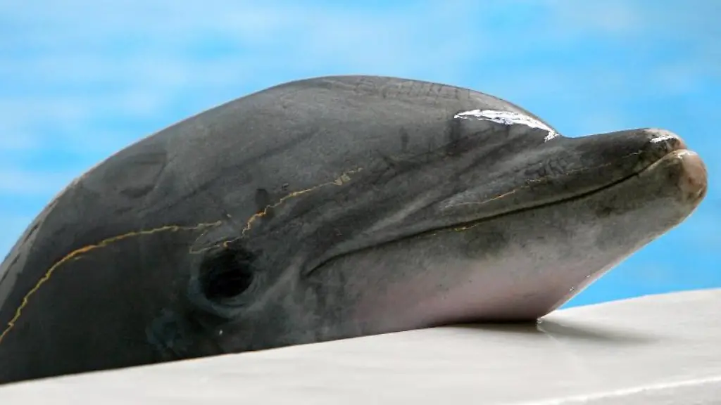 Den-Tieren-zuliebe-Urlauber-sollten-sich-gut-ueberlegen-ob-sie-eine-Delfinshow-besuchen-wollen