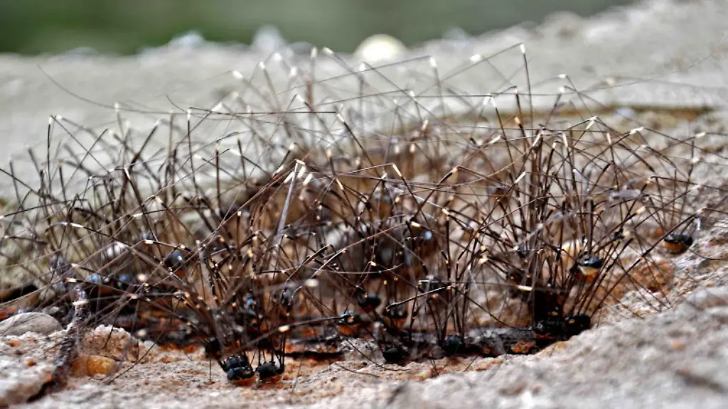 Leiobunum-sp-Germany-Mombach-01-08-2009-Weberknecht