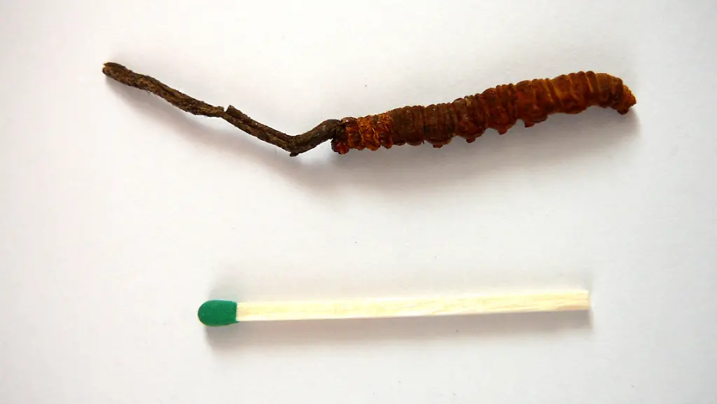 Cordyceps-sinensis