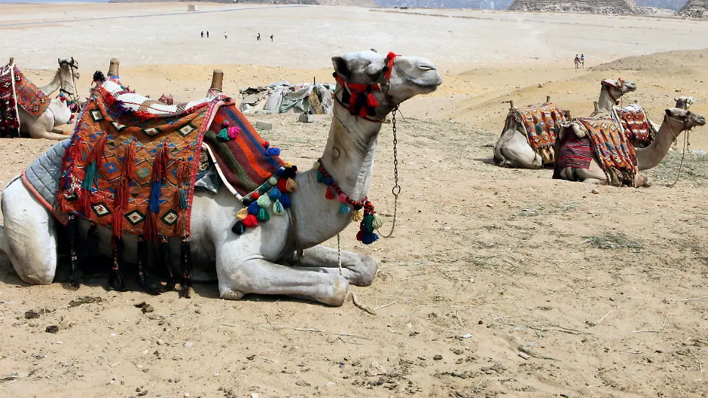 3eq50802-jpg6183584392669999083