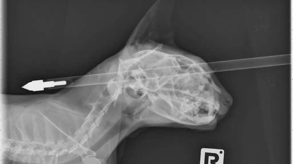 3eou3935-jpg3227595701979019660