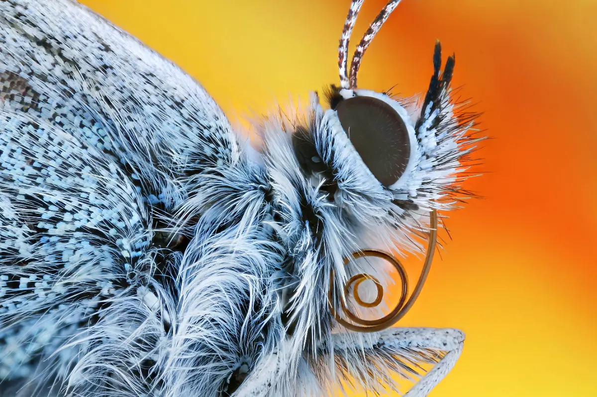 schmetterling