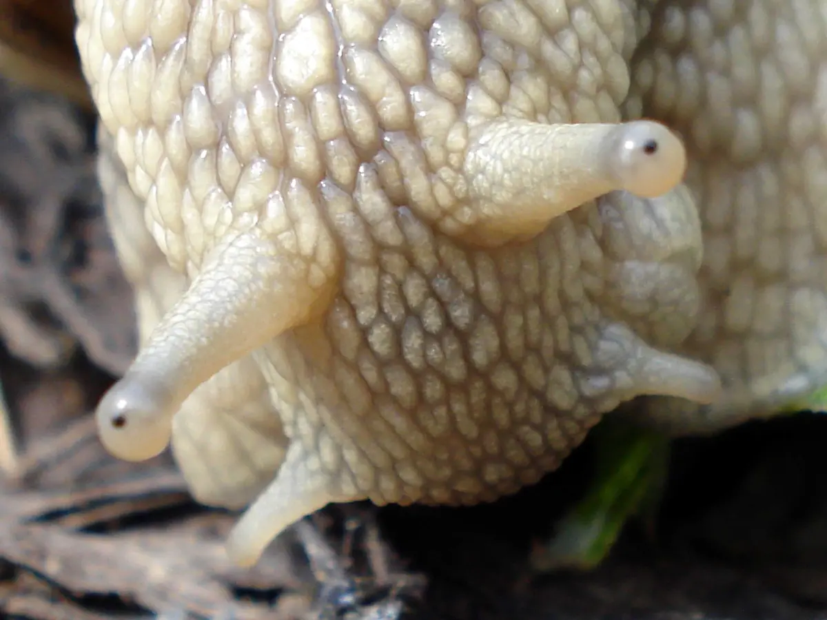 Blasenauge-Fornax-3-0