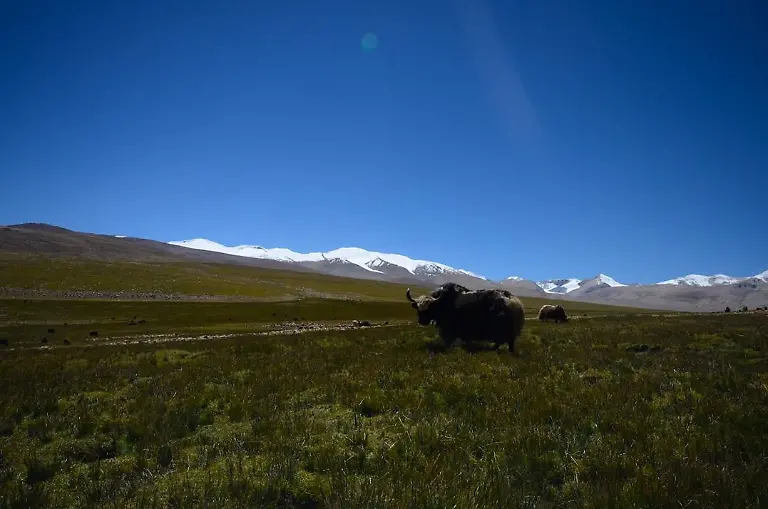 3-Anreise-in-den-Himalaya-mit-Yak