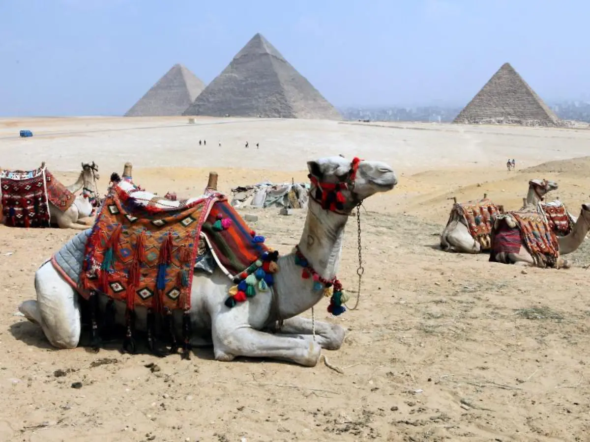 Kamele-vor-den-Pyramiden-von-Gizeh-Tui-Deutschland-nimmt-seine-Aegypten-Reisen-angesichts-der-verringerten-Risiko-Einschaetzung-des-Auswaertigen-Amtes-wieder-auf