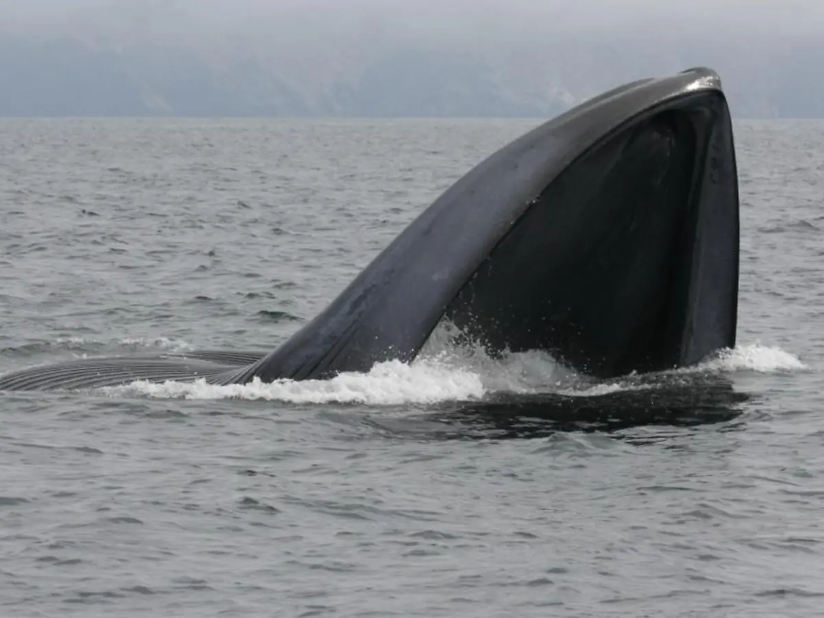 Ohrenschmalz-sagt-einer-Studie-zufolge-viel-ueber-das-Leben-von-Walen-aus