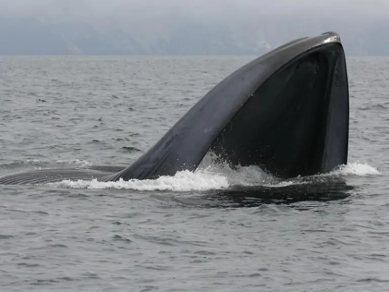 Ohrenschmalz-sagt-einer-Studie-zufolge-viel-ueber-das-Leben-von-Walen-aus