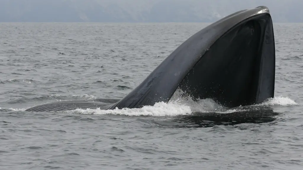 3dzl4025-jpg1047669112359304272