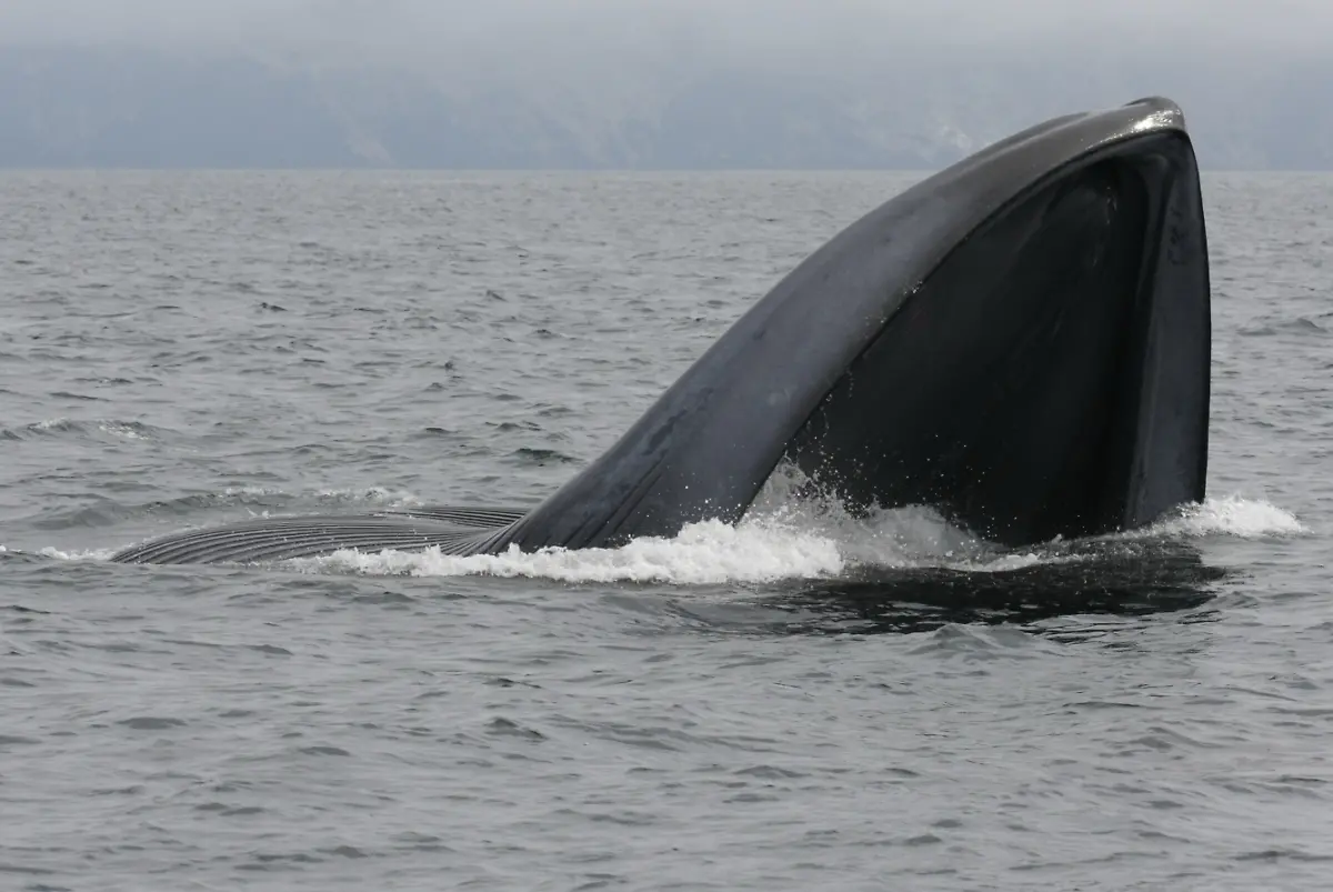 3dzl4025-jpg1047669112359304272