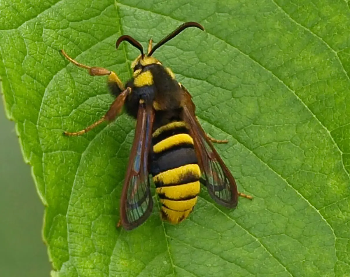 Hornissen-glasfluegler