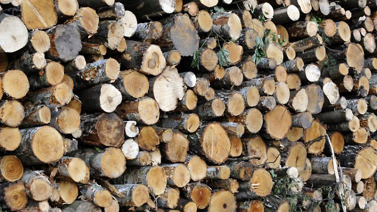 Holz wird seit Jahrtausenden für den Bau von Häusern und Möbeln verwendet - nun haben Forscher seine Eigenschaften verändert und an moderne Anforderungen angepasst.