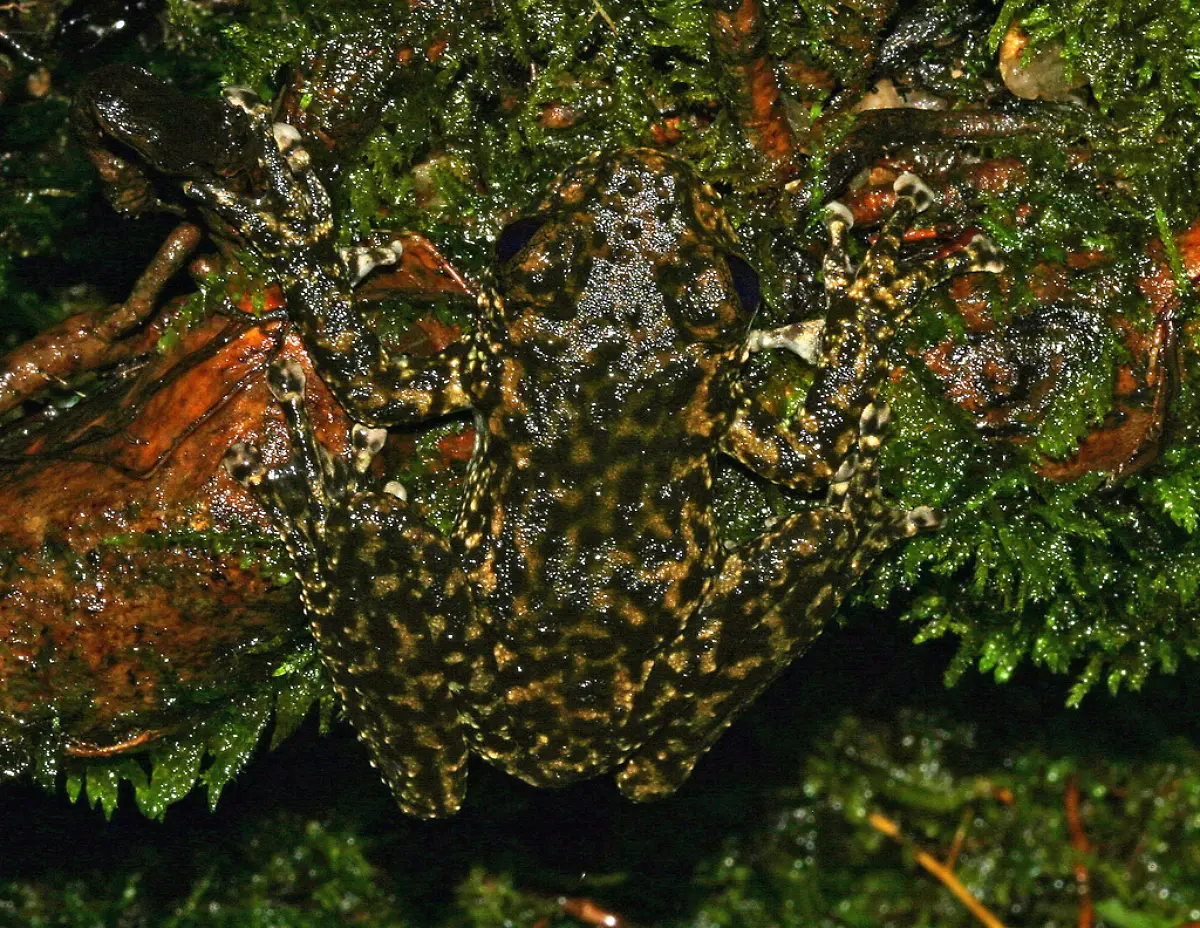 Litoria-nannotis-camouflage
