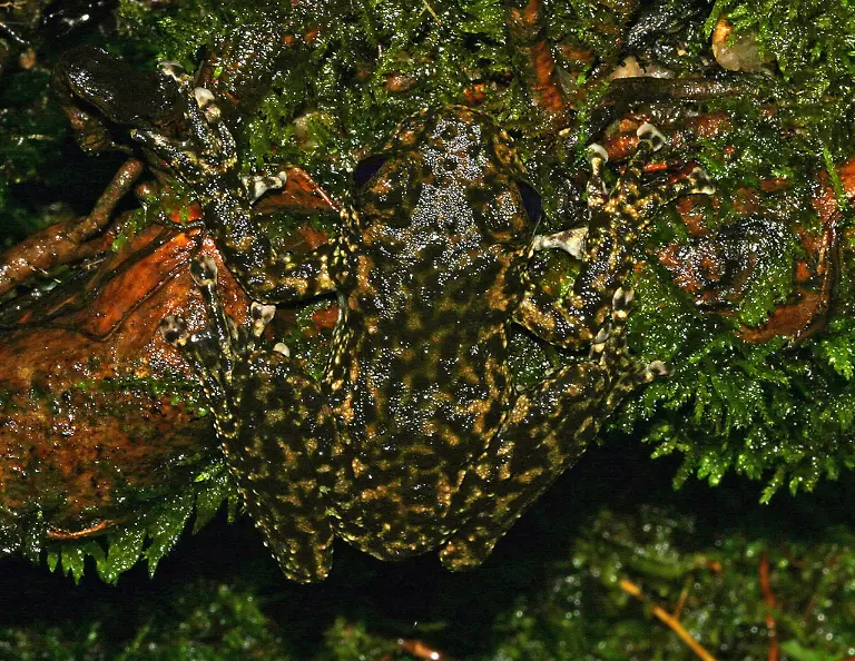 Litoria-nannotis-camouflage