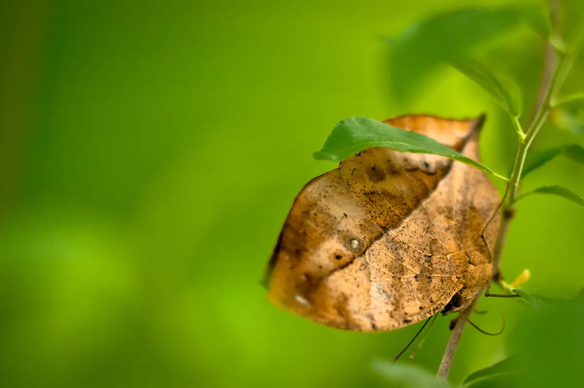 Indian-Leafwing-Kallima-paralekta