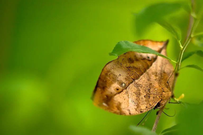 Indian-Leafwing-Kallima-paralekta