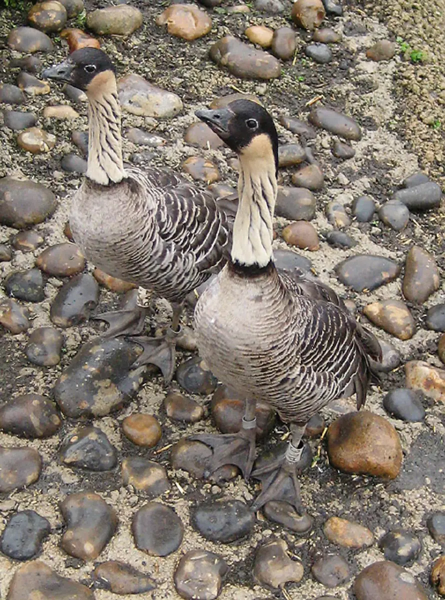 Hawaiian-Geese-or-Nene
