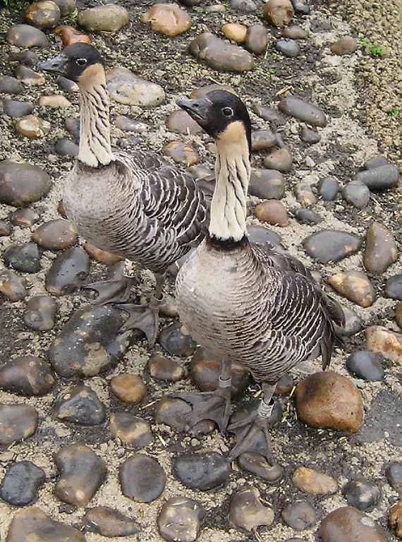 Hawaiian-Geese-or-Nene