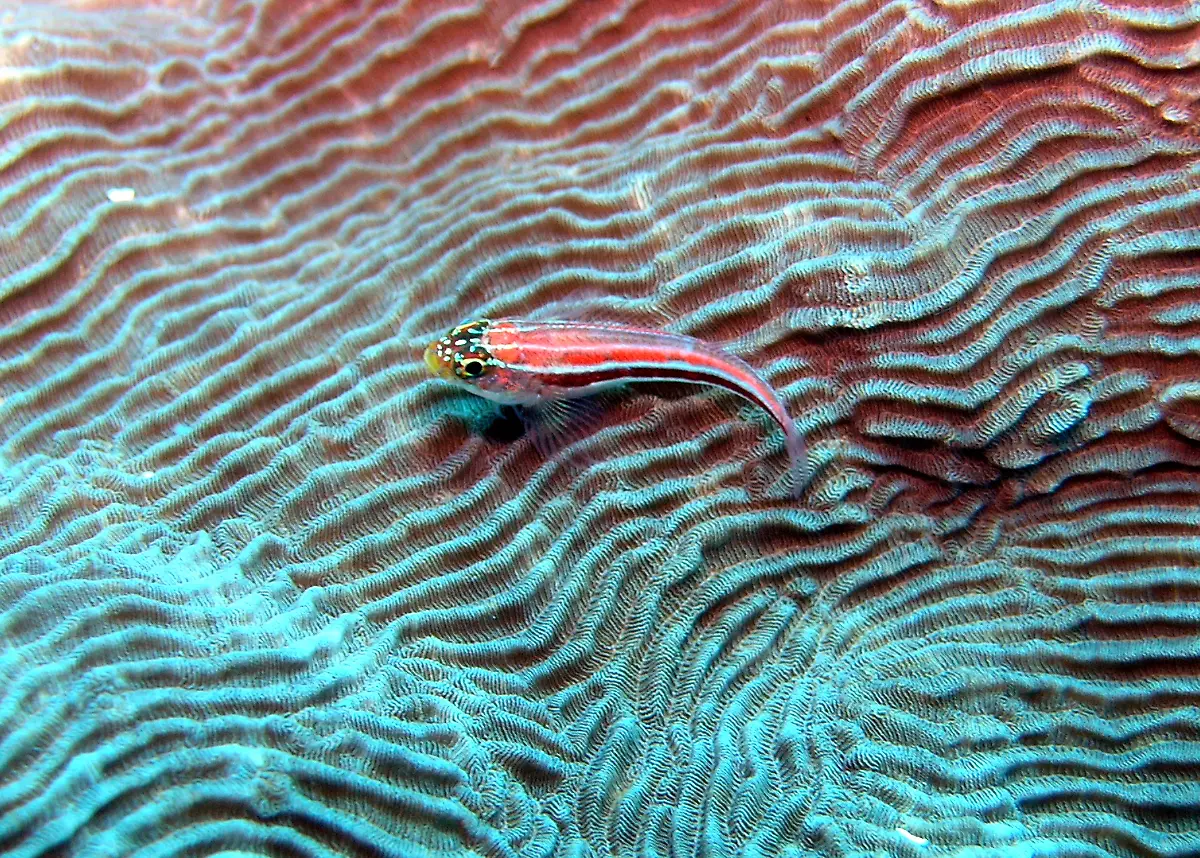 Helcogramma-striatum