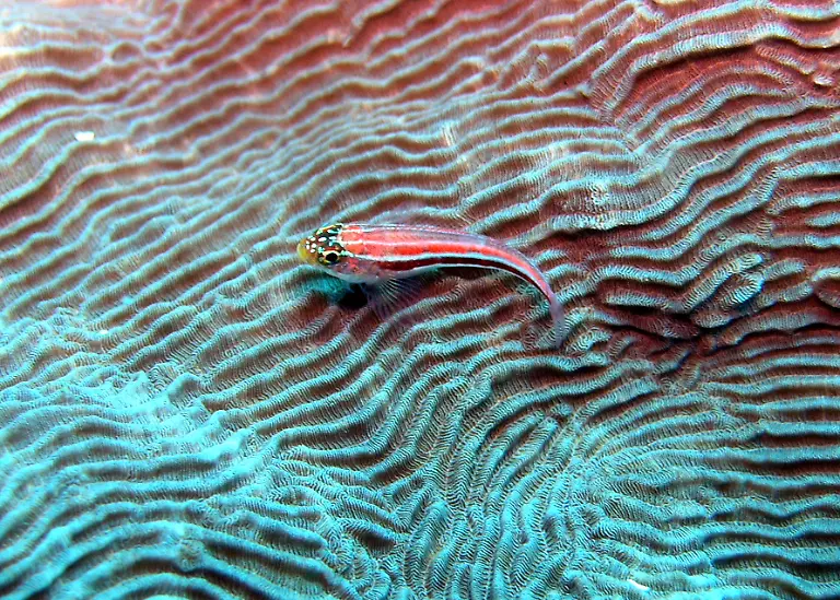 Helcogramma-striatum