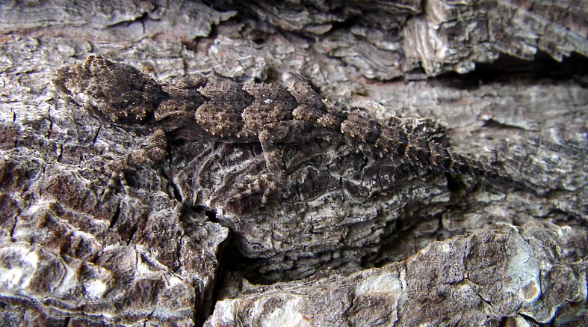 Cyrtodactylus-kotschyi-orientalis