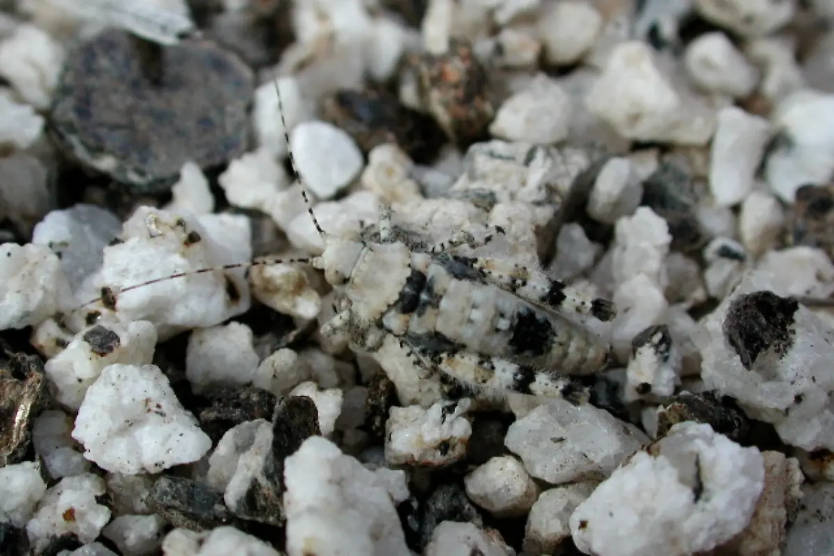 Cryptic-hopper-Marshal-Hedin