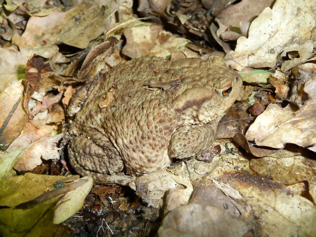 Bufo-bufo-2009-G1-editH005