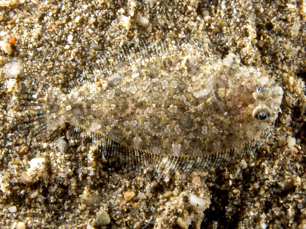 Asterorhombus-intermedius