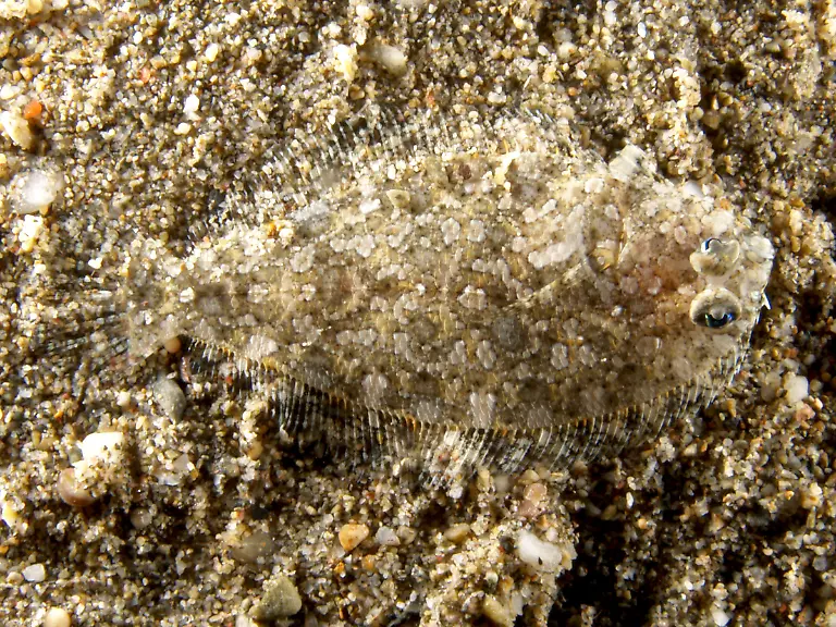 Asterorhombus-intermedius