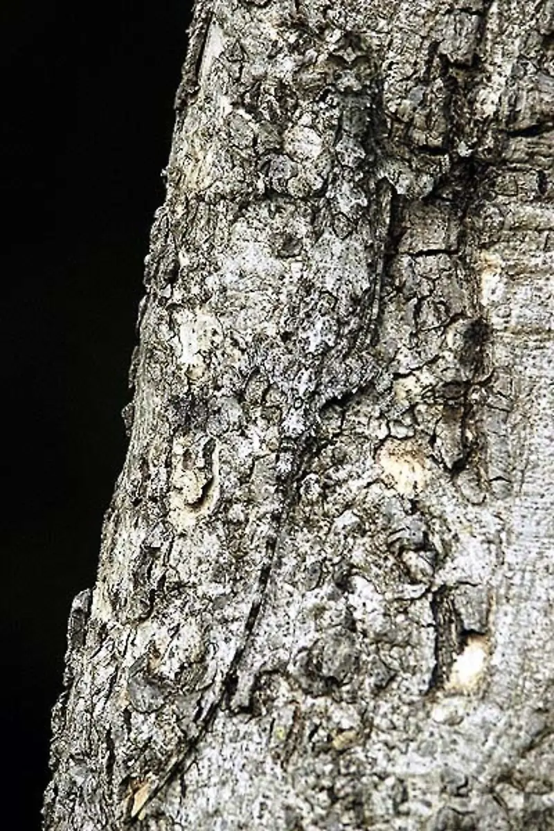 2005-Draco-indochinensis