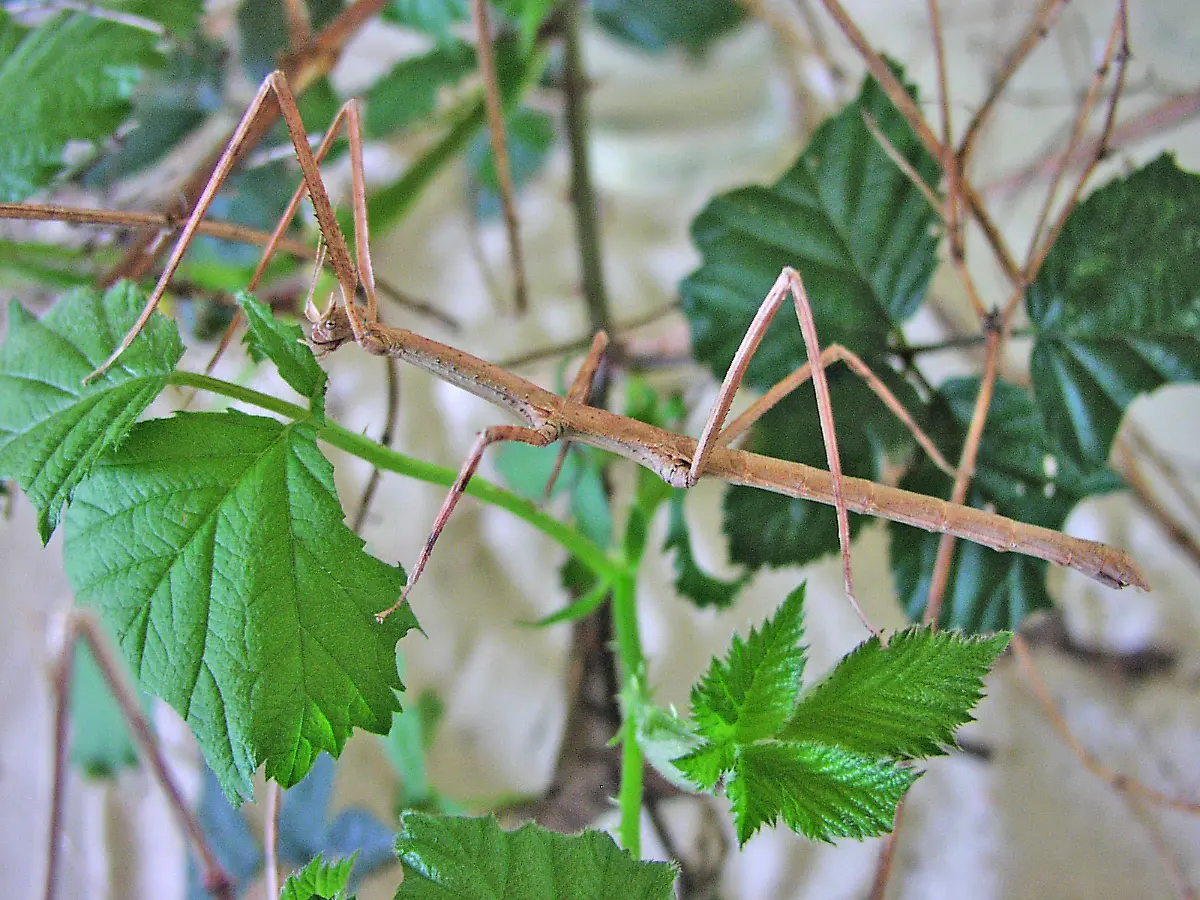 Medauroidea-extradentata