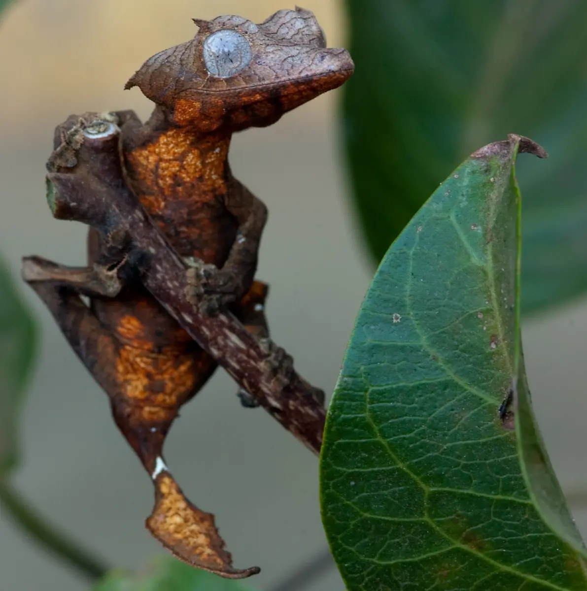 Uroplatus-ebenaui-Wiki
