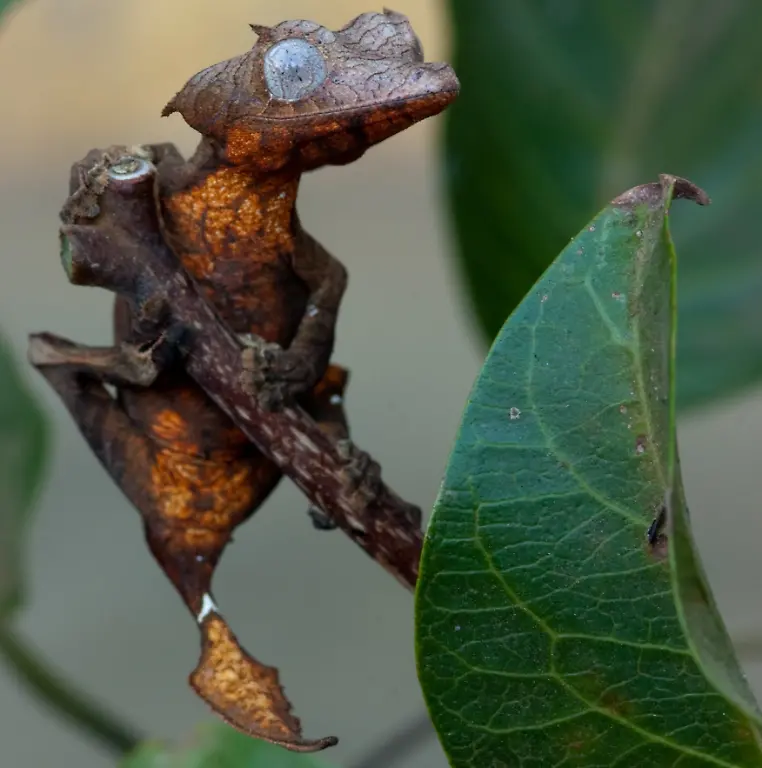 Uroplatus-ebenaui-Wiki