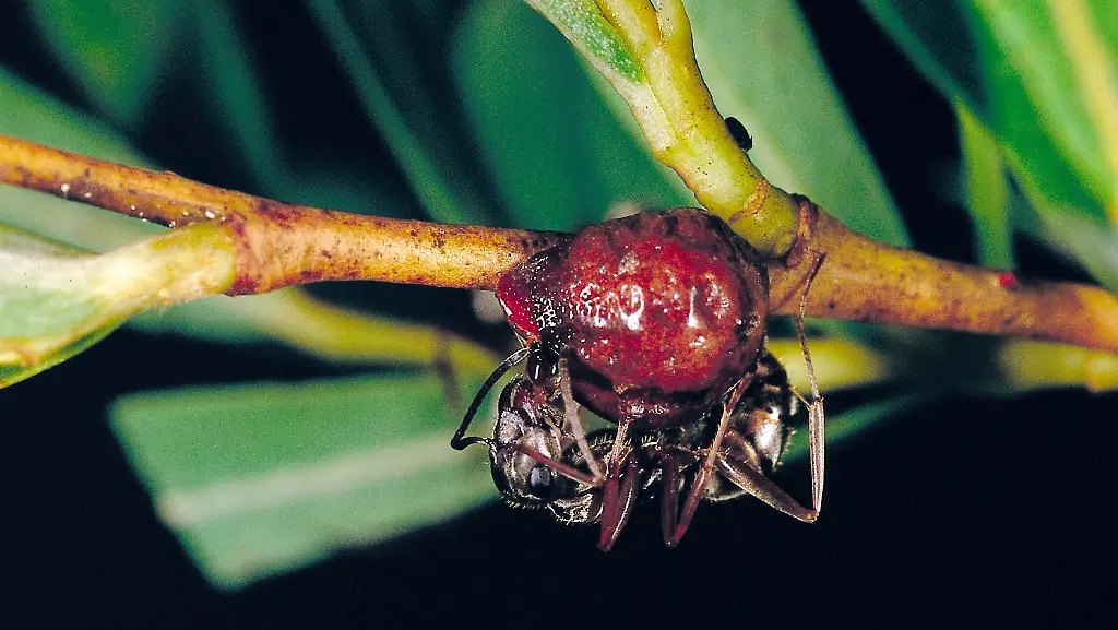 3djh0534-jpg2191575146588205067