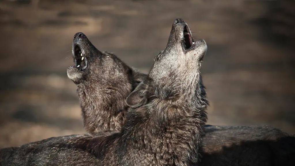 3diz2022-jpg5782350034806165691