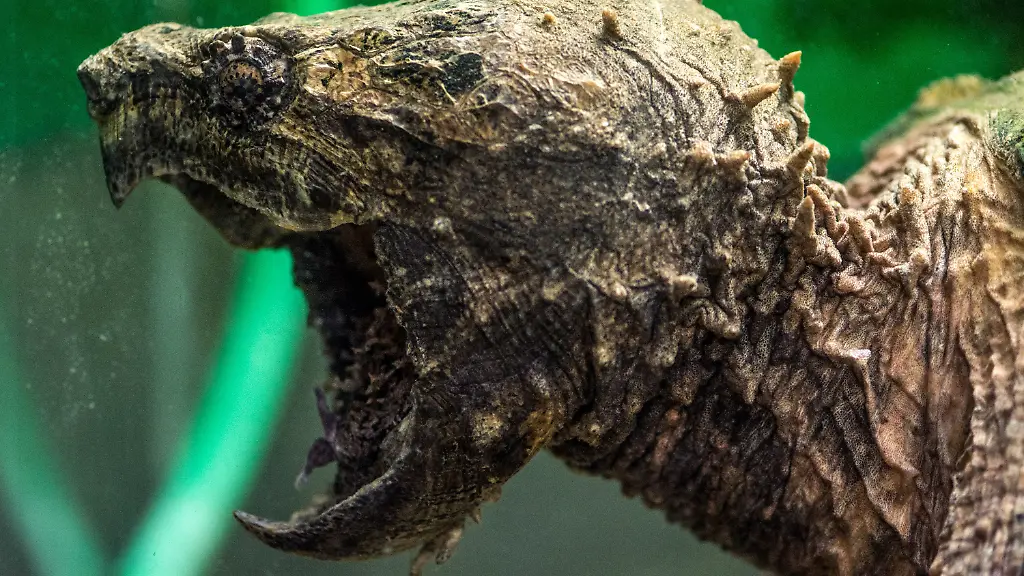 3db30331-jpg4988618921440493527