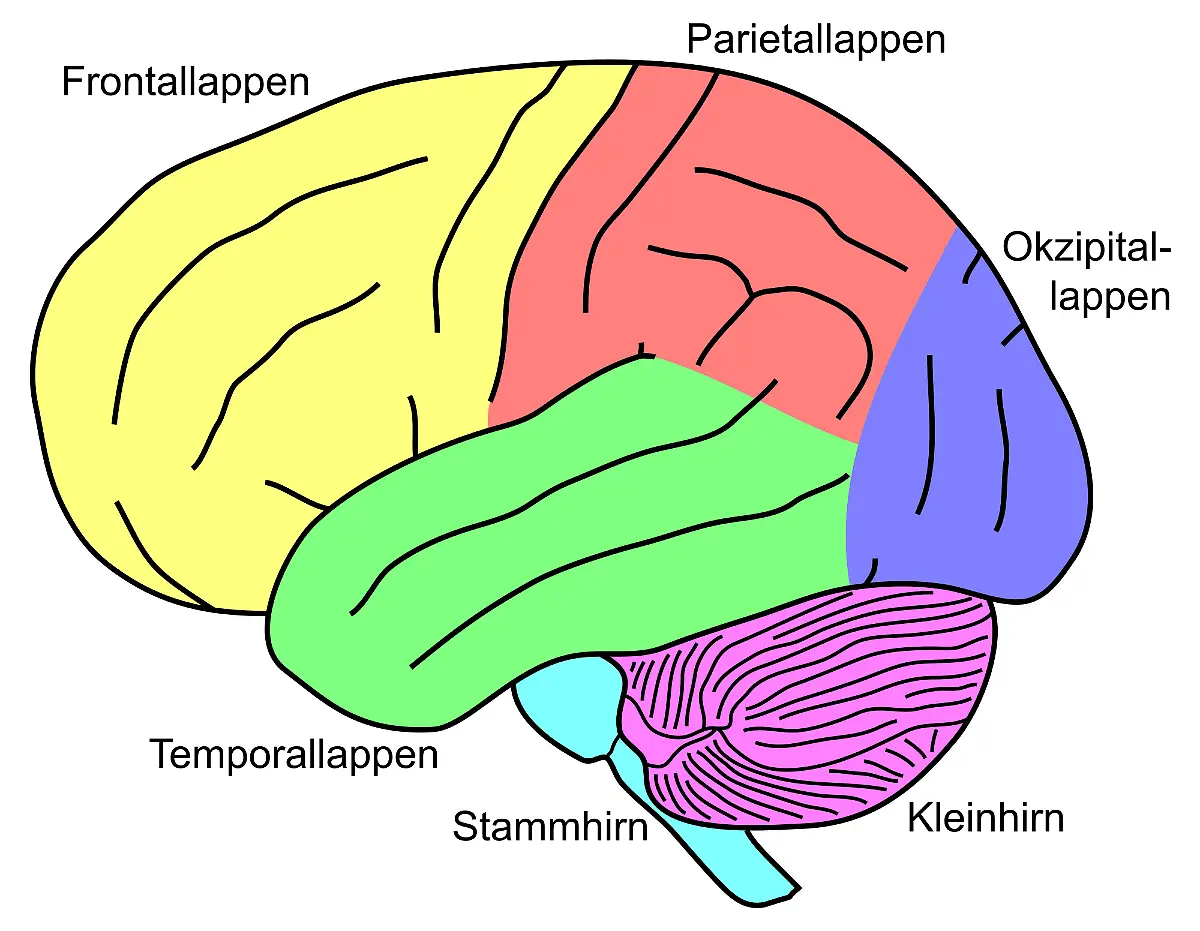 2000px-Gehirn-lateral-Lobi-Stammhirn-Cerebellum-deu-svg-Kopie
