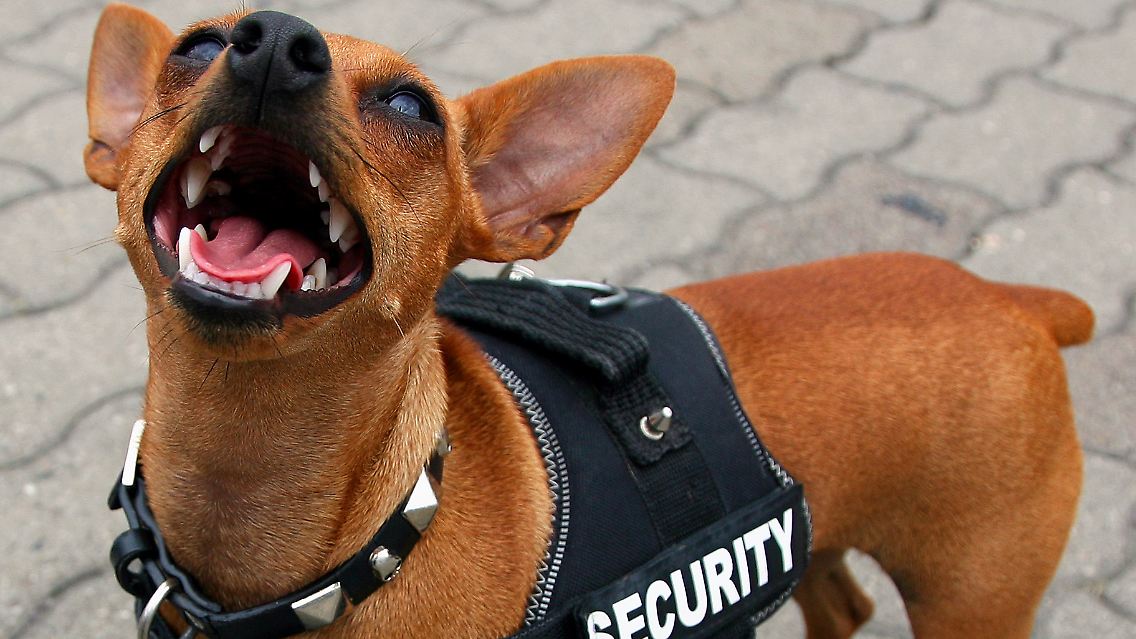 Wachhund.jpg