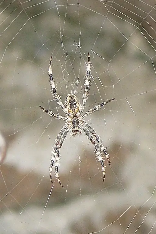 090910b-Orb-weaver-spider-Radnetzspinne