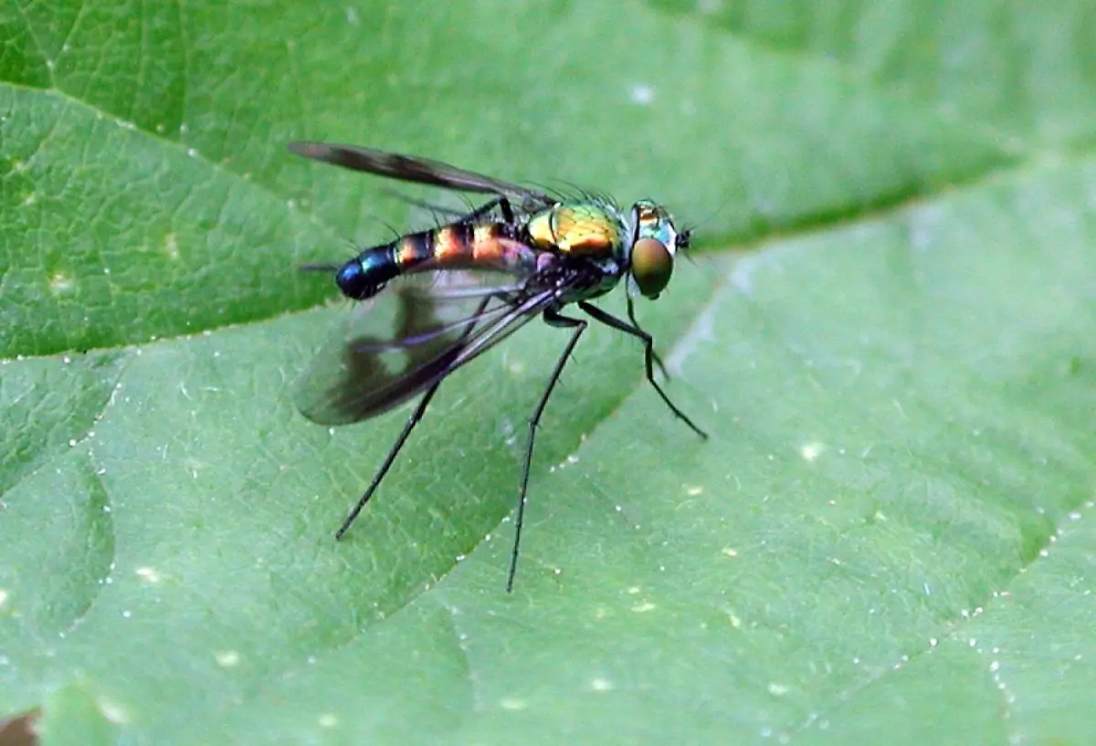 Langbeinfliegen-fg01