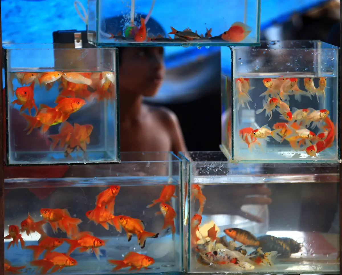 3ct03149-jpg6430153410949532873