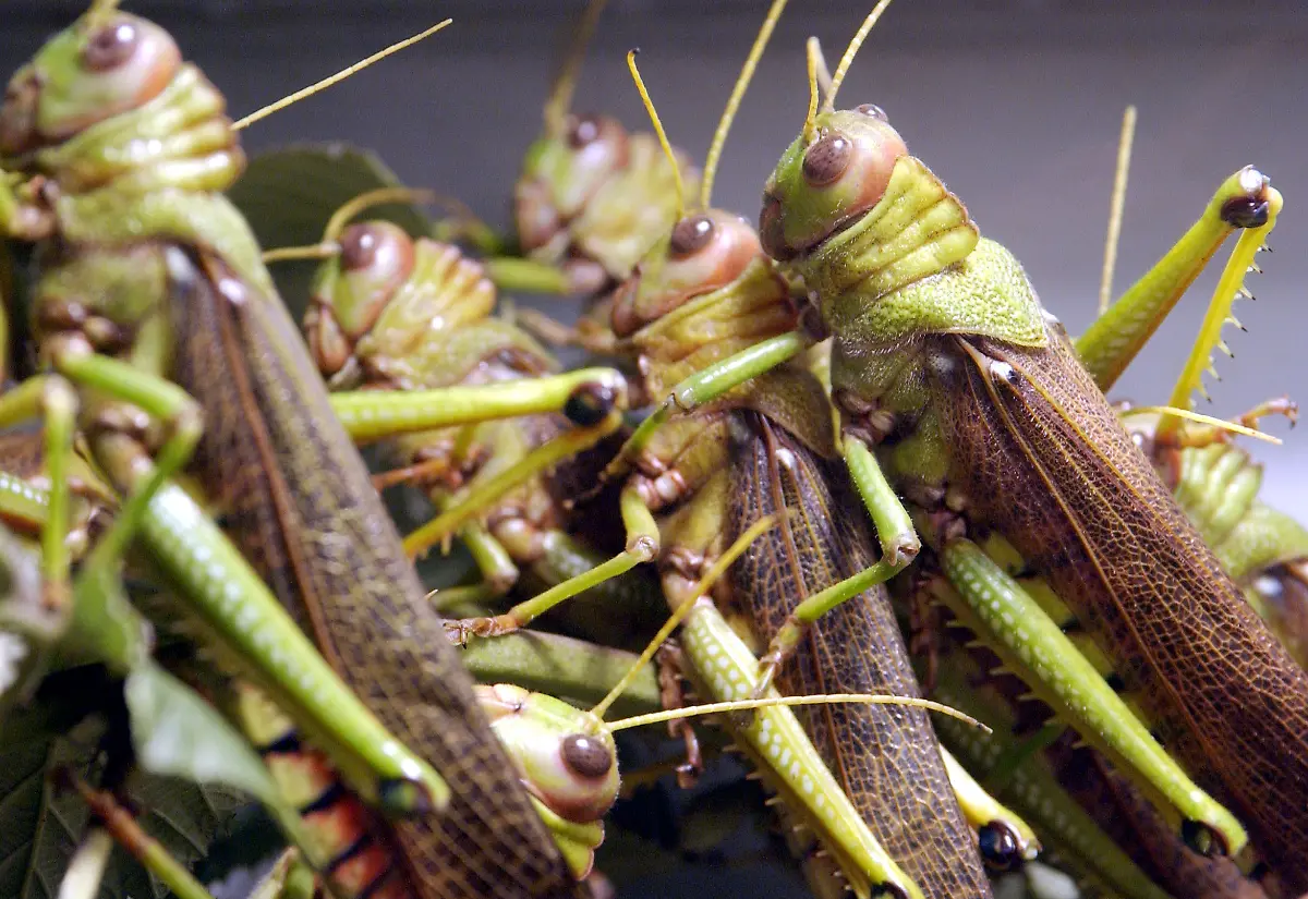 heuschrecken