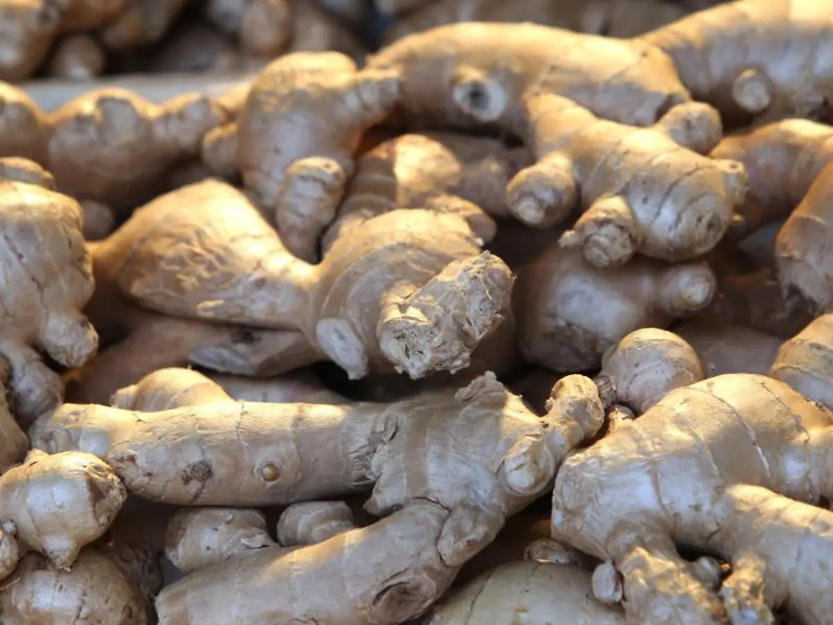 Ingwer-soll-gegen-Reisekrankheit-helfen-die-viele-Urlauber-plagt