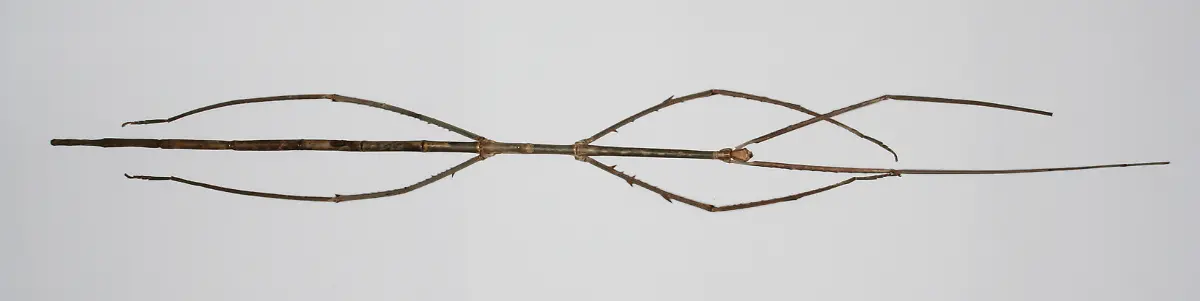 Stabheuschrecke-Wiki