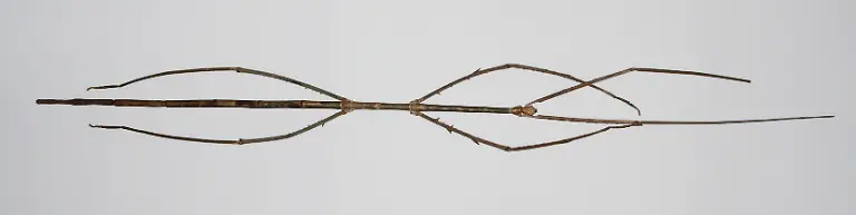 Stabheuschrecke-Wiki