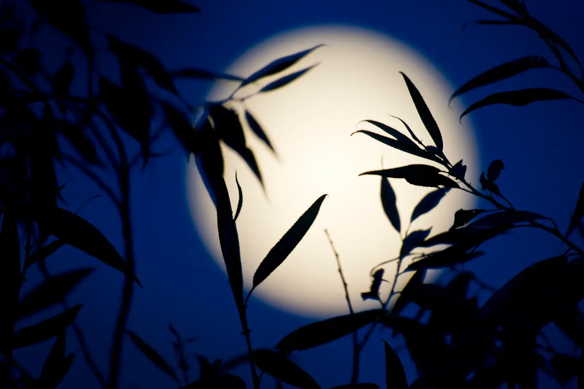 3cew1947-jpg331821453406592107