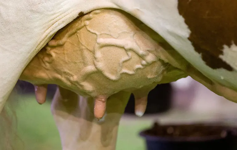 3c7t4554-jpg162945061926941254