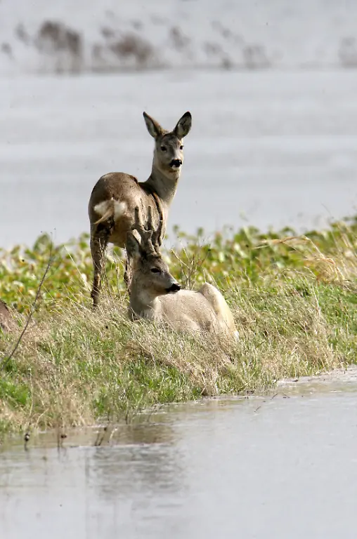 3c3h0921-jpg8808445994862471896