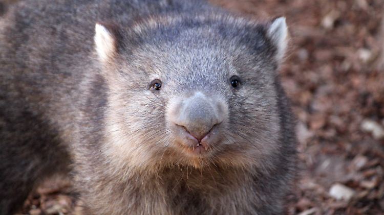 Die Wombats von heute werden meist nicht größer als 1,20 Meter.